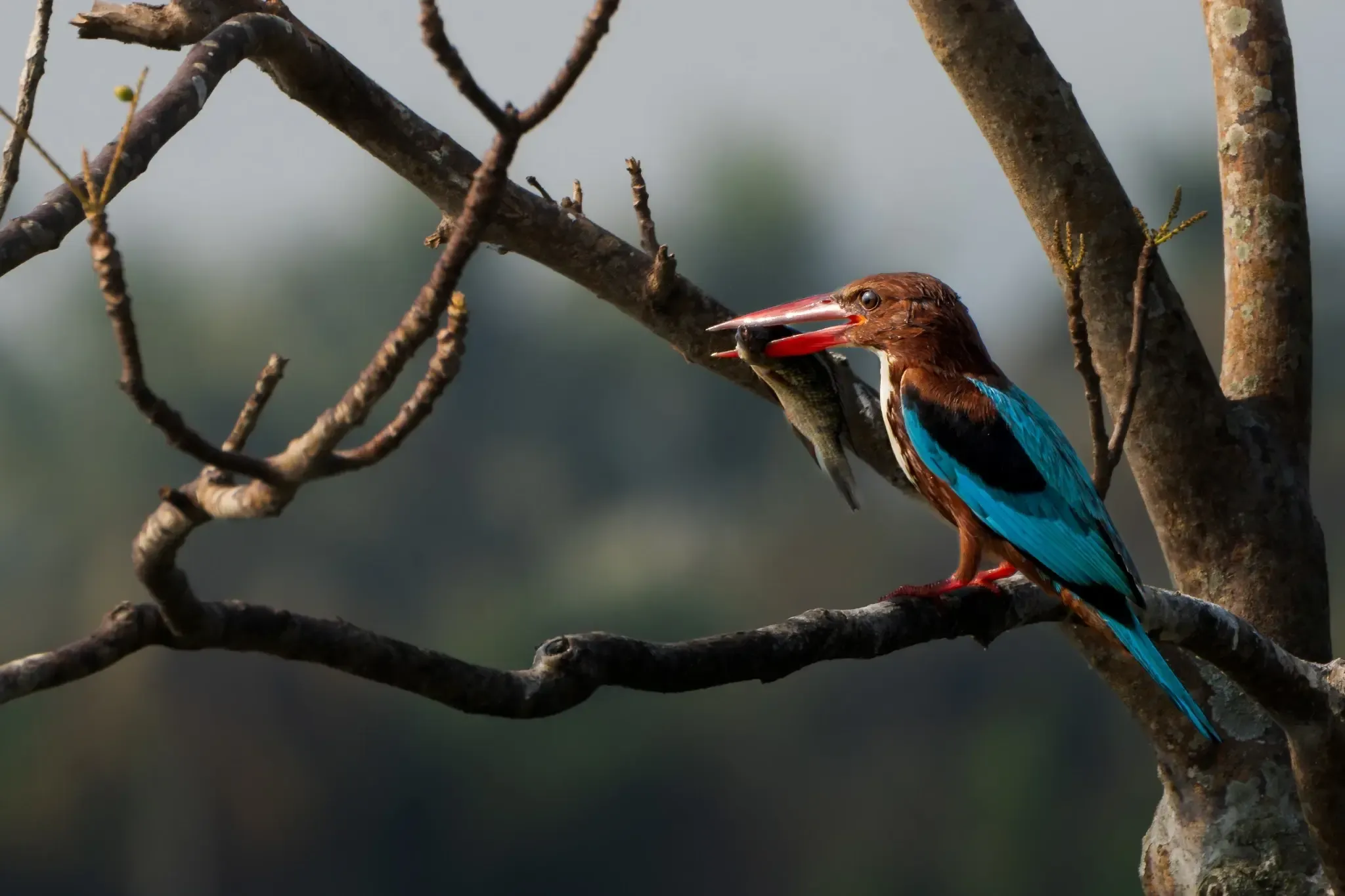 Wildlife 2
