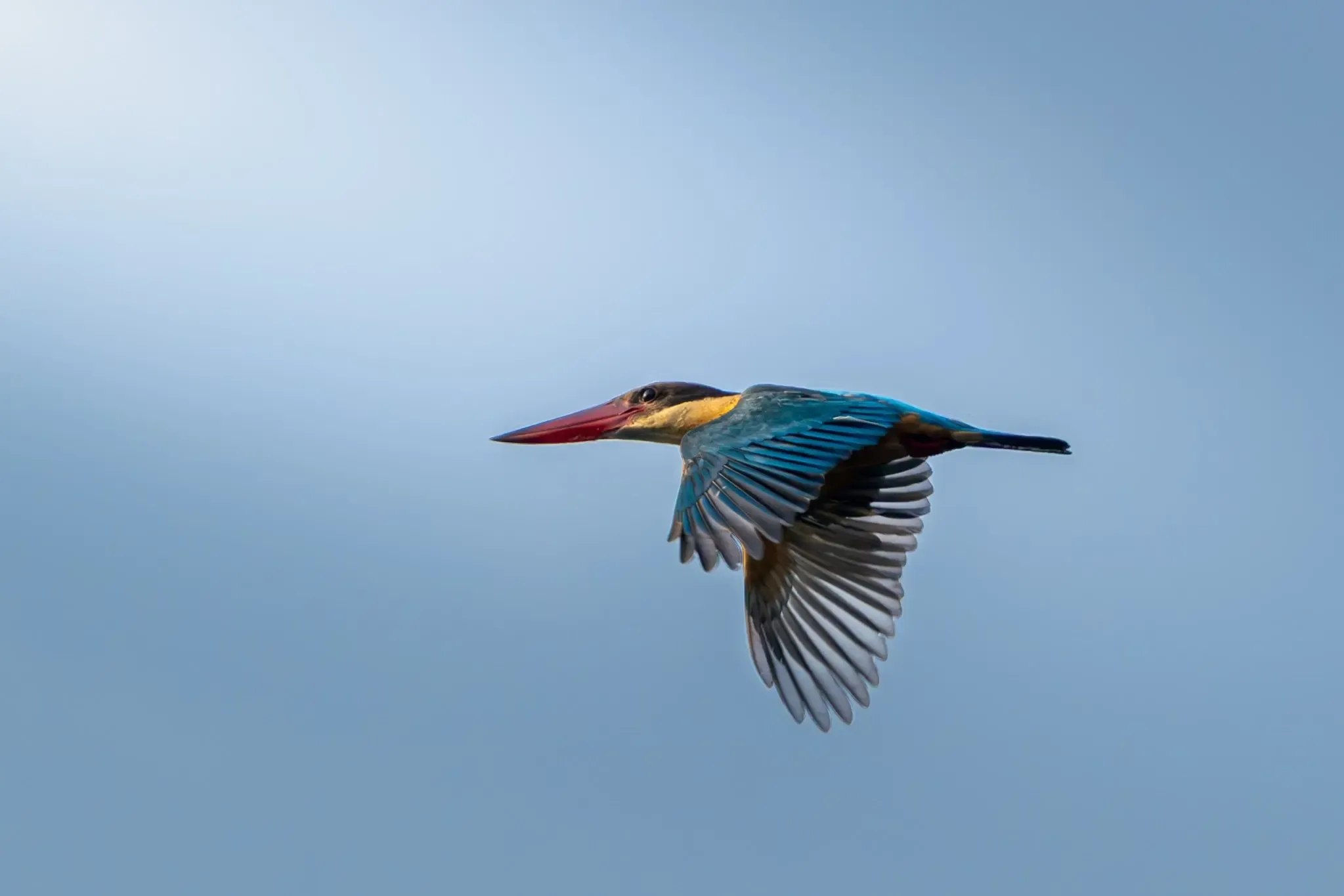 Wildlife 1